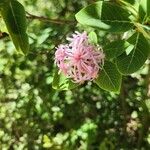 Dais cotinifolia Flower