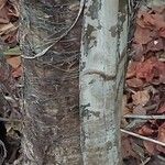 Caryota urens Bark