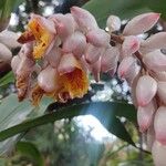 Alpinia zerumbetFloare