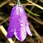 Campanula lusitanica Квітка