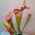 Sarracenia leucophylla Flor