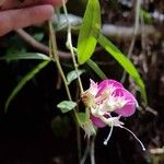 Cavendishia osaensis Flower