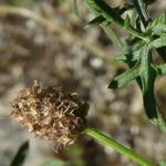 Centaurea paniculata Fruit