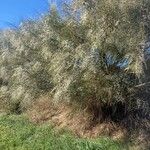 Retama monosperma Habit