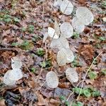 Lunaria annua Fruto