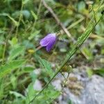 Campanula bertolae 花
