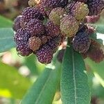 Myrica californica Fruit