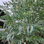 Acacia podalyriifolia Плод