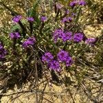 Verbena rigidaBlomma