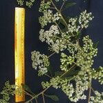 Verbesina turbacensis Other
