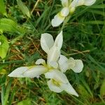 Iris albicans Blüte