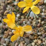 Crocus ancyrensis Flower