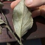 Geissospermum argenteum Hoja