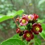 Jatropha gossypiifolia Flor