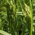 Panicum dichotomiflorum Fruit