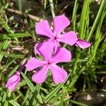 Phlox pilosa Květ