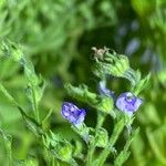 Trichostema dichotomum Flor