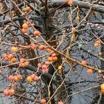 Malus × floribunda Plante entière