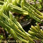 Lycopodium × oellgaardii ᱮᱴᱟᱜ