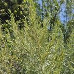 Artemisia californica List