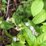 Ageratum conyzoidesFlors