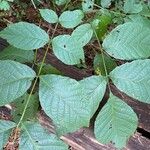 Carya glabra Leaf