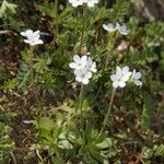 Androsace obtusifolia Libunga