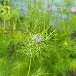 Nigella sativaFlower