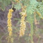 Prosopis pubescens Лист