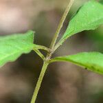 Asclepias quadrifolia چھال