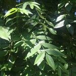 Ekebergia capensis Φύλλο
