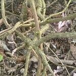 Schisandra rubriflora Bark