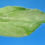 Hieracium inuloides Leaf