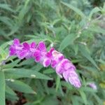 Salvia leucanthaBlomma