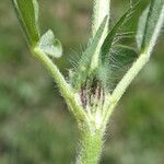 Trifolium squamosum Kabuk