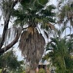 Washingtonia filifera Лист