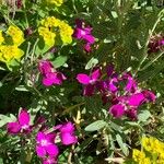 Matthiola incana Flower