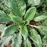 Echium plantagineum Feuille