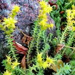 Saxifraga canaliculata Flor