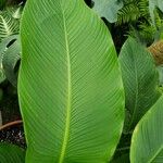 Goeppertia burle-marxii 葉