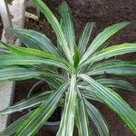 Dracaena fragrans Leht