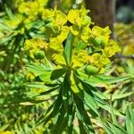 Euphorbia dendroides Květ