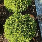 Hebe cupressoides 形態