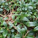 Chimaphila umbellata ഇല