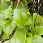 Maianthemum canadense Hoja