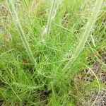 Crepis chondrilloides 葉