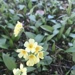 Primula elatior Облик