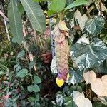 Gmelina philippensis Floare