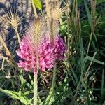 Trifolium purpureum Blomst