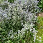 Eryngium planum Plante entière